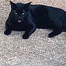 Malachi is registered to the contest to win money with this photo: black_cat, cat, feline, pet, animal, green_eyes, pink_tongue, lying_down, lounging, carpet, indoor, portrait, close_up, dark_fur, whiskers, pointed_ears, relaxed, playful, floor, photography