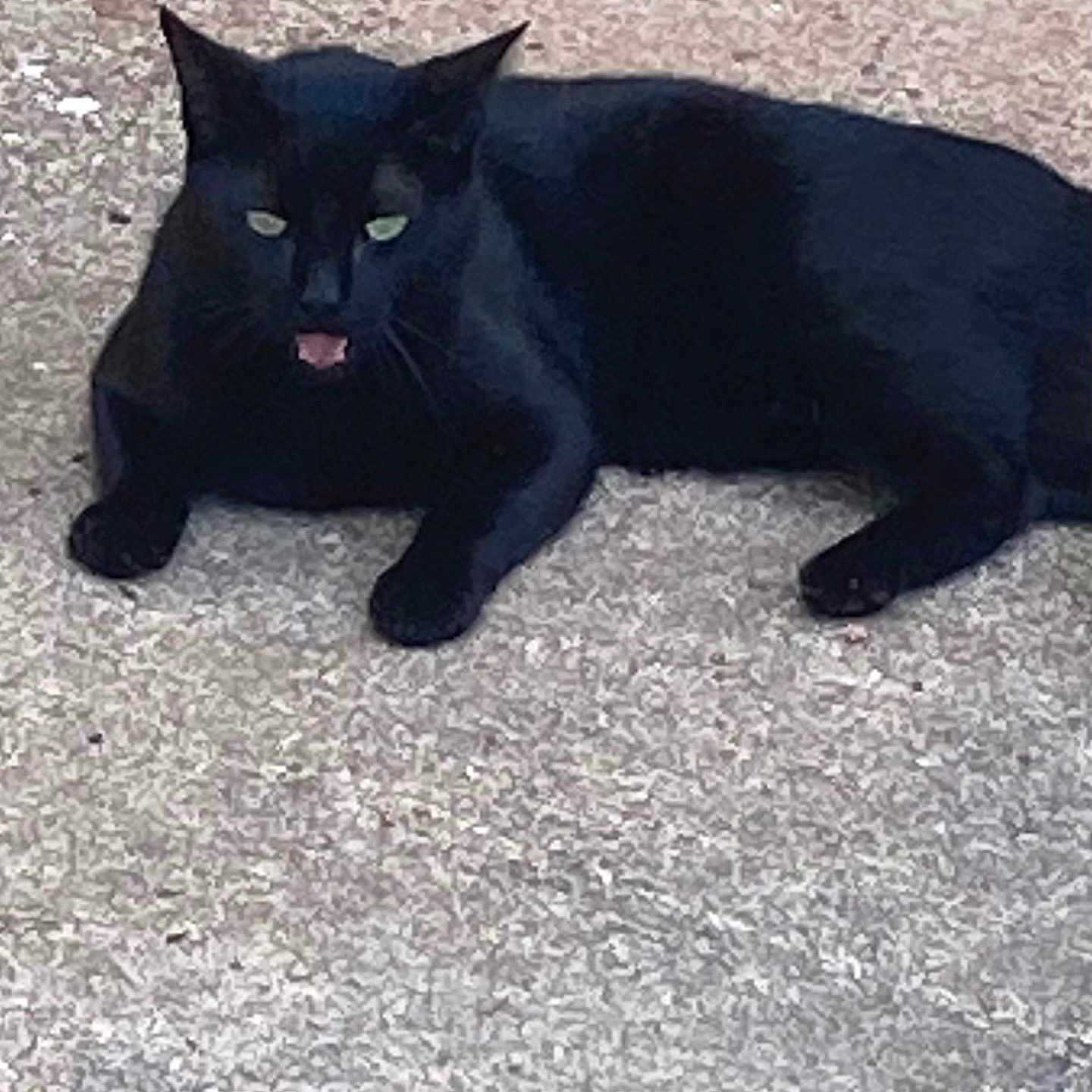 Malachi is registered to the contest to win money with this photo: black_cat, cat, feline, pet, animal, green_eyes, pink_tongue, lying_down, lounging, carpet, indoor, portrait, close_up, dark_fur, whiskers, pointed_ears, relaxed, playful, floor, photography