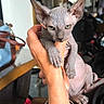 Babouche participe au concours pour gagner de l'argent avec cette photo : sphynx_cat, hairless_cat, cat, pet, hand, person, indoor, furniture, mirror, purse, ears, wrinkles, animal, looking_at_camera, holding, skin, domestic_animal, close_up, expression, cute