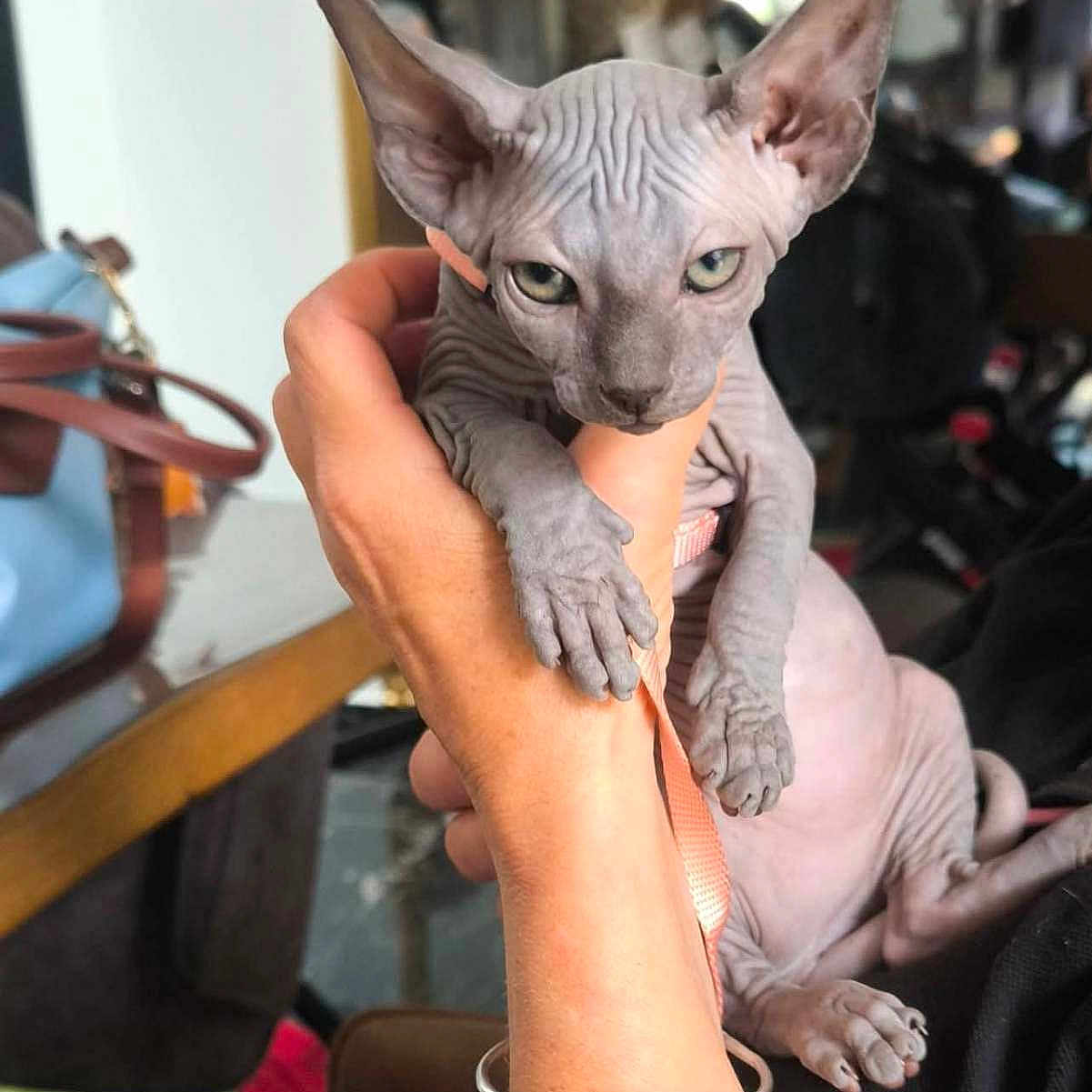 Babouche