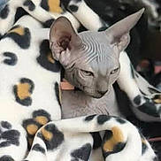 Babouche participe au concours pour gagner de l'argent avec cette photo : sphynx_cat, hairless_cat, cat, blanket, leopard_print, animal, pet, cozy, wrinkled_skin, indoor, furless, pattern, cute, curious, resting, feline, soft_texture, warm, comfort, portrait