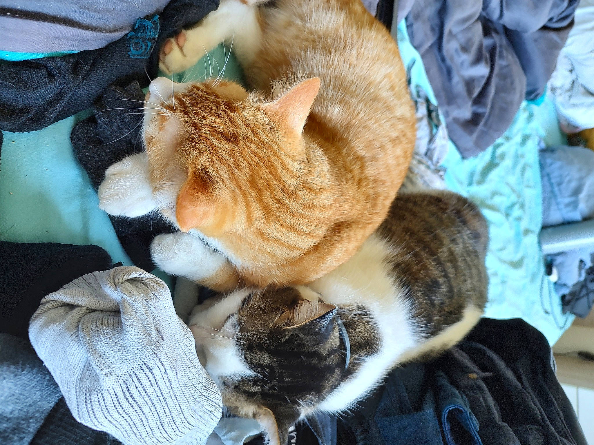 Cannelle a rejoint le concours — aidez-le/la à gagner de superbes lots ! canidae, carnivore, cat, claw, comfort, companion_dog, domestic_short_haired_cat, fawn, felidae, fur, lap, small_to_medium_sized_cats, snout, tail, textile, toy, tree, whiskers, winter, wool