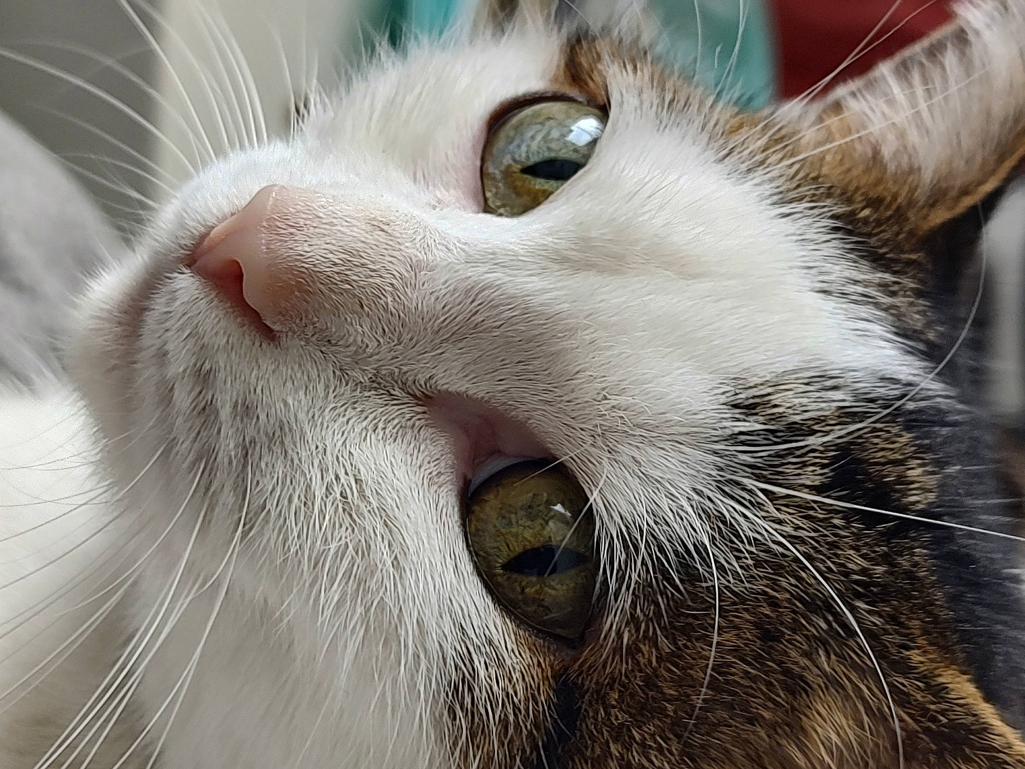 Cannelle participe au concours pour gagner de l'argent avec cette photo : carnivore, cat, close_up, domestic_short_haired_cat, ear, fang, felidae, fur, small_to_medium_sized_cats, snout, terrestrial_animal, whiskers