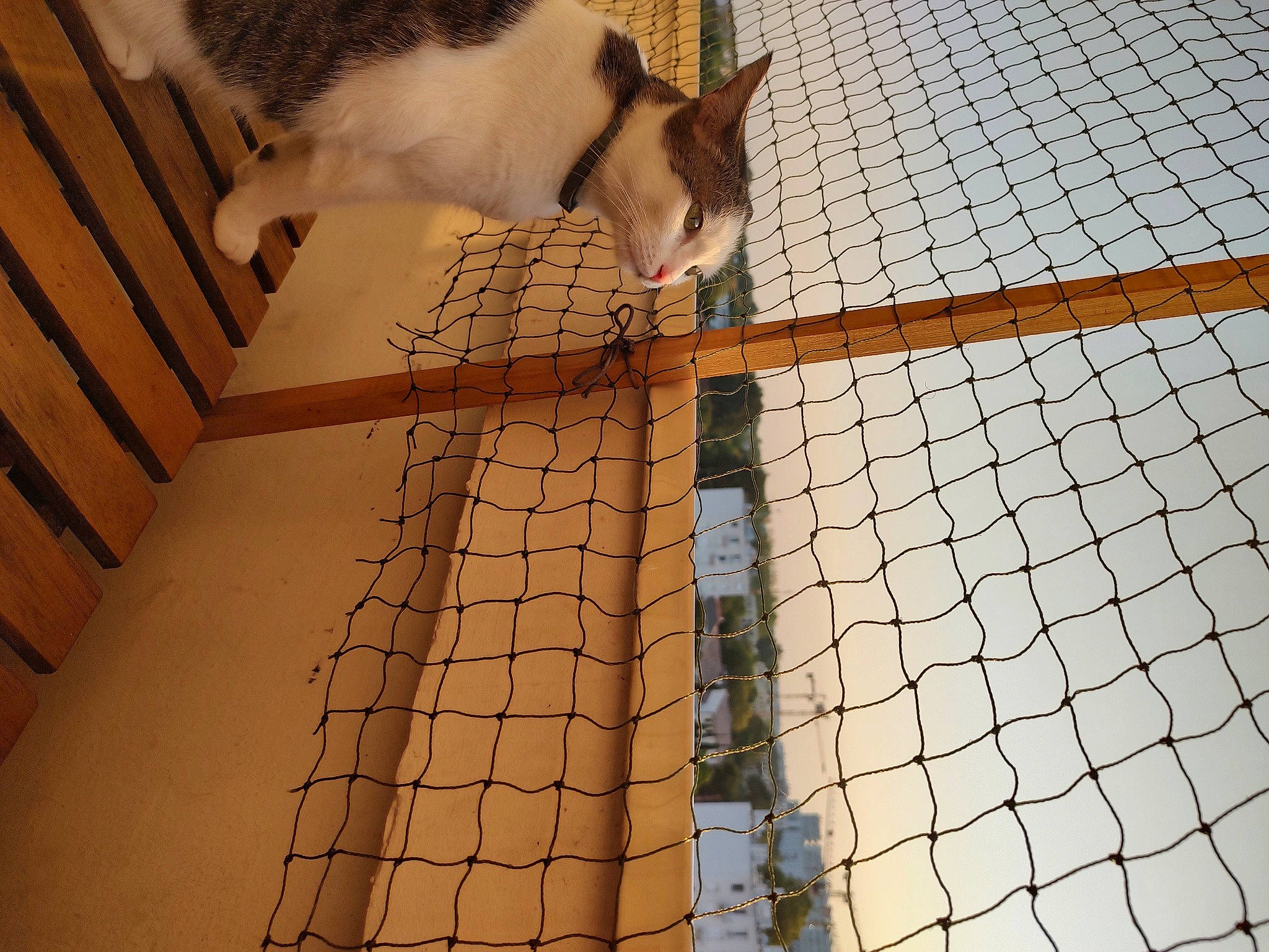 Cannelle a rejoint le concours — aidez-le/la à gagner de superbes lots ! carnivore, cat, chain_link_fencing, composite_material, domestic_short_haired_cat, felidae, floor, flooring, fur, light, line, mesh, metal, pattern, roof, small_to_medium_sized_cats, tail, whiskers, wire_fencing, wood