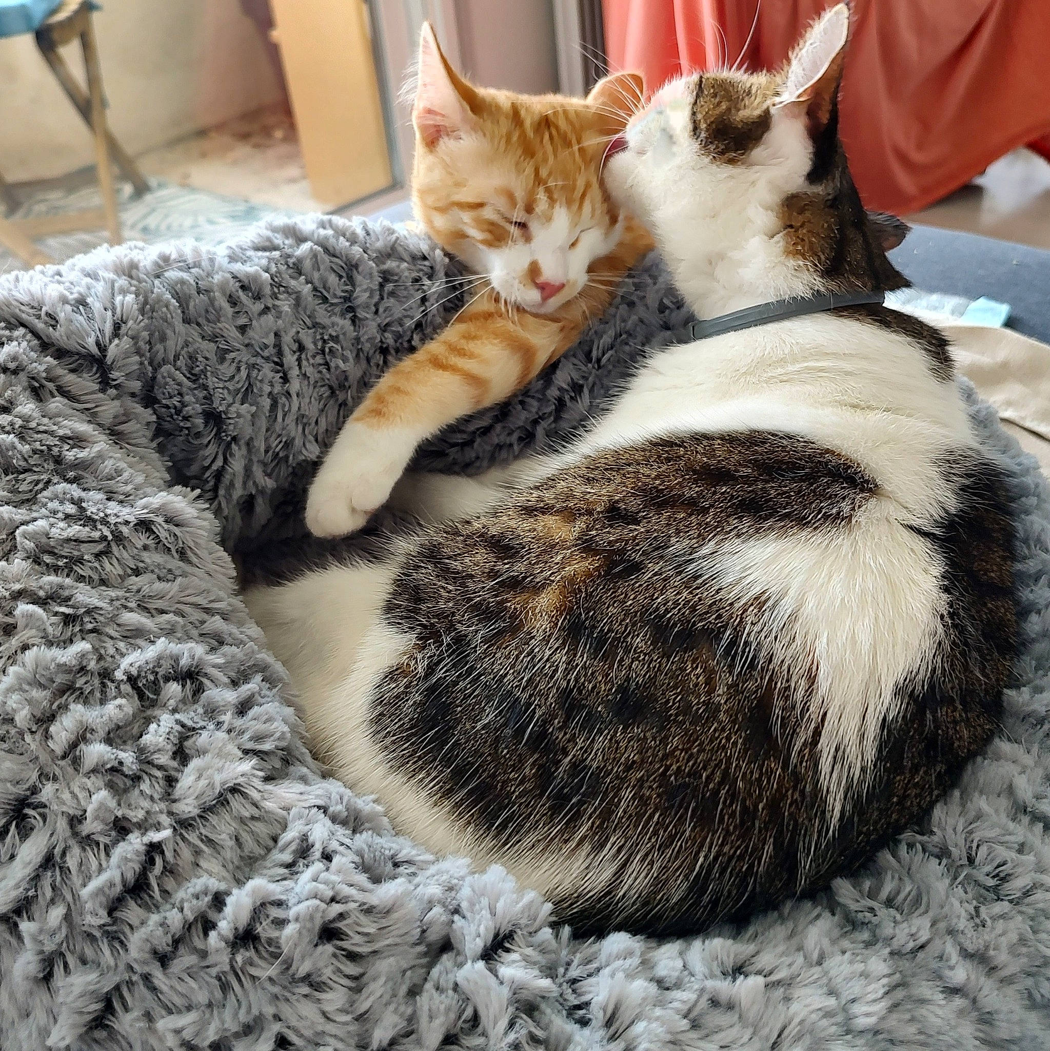 Cannelle participe au concours pour gagner de l'argent avec cette photo : carnivore, cat, claw, comfort, domestic_short_haired_cat, felidae, fur, mammal, nap, paw, sleep, small_to_medium_sized_cats, snout, tail, vertebrate, whiskers