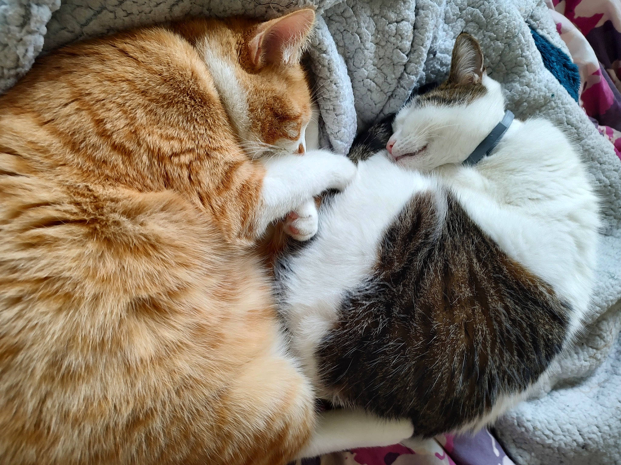 Hébus participe au concours pour gagner de l'argent avec cette photo : carnivore, cat, claw, comfort, domestic_short_haired_cat, fawn, felidae, fur, grass, love, nap, paw, sleep, small_to_medium_sized_cats, snout, tail, tree, whiskers