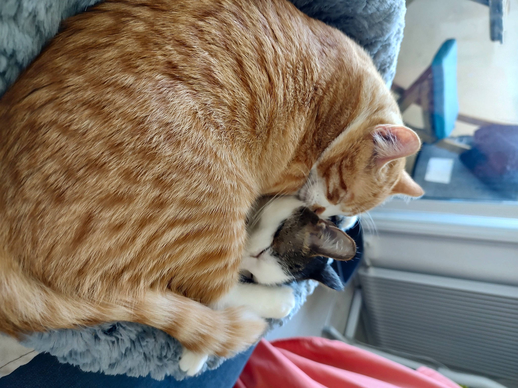 Hébus participe au concours pour gagner de l'argent avec cette photo : canidae, carnivore, cat, cat_supply, claw, comfort, companion_dog, domestic_short_haired_cat, fawn, felidae, fur, nap, paw, small_to_medium_sized_cats, snout, sporting_group, tail, whiskers, window, wood