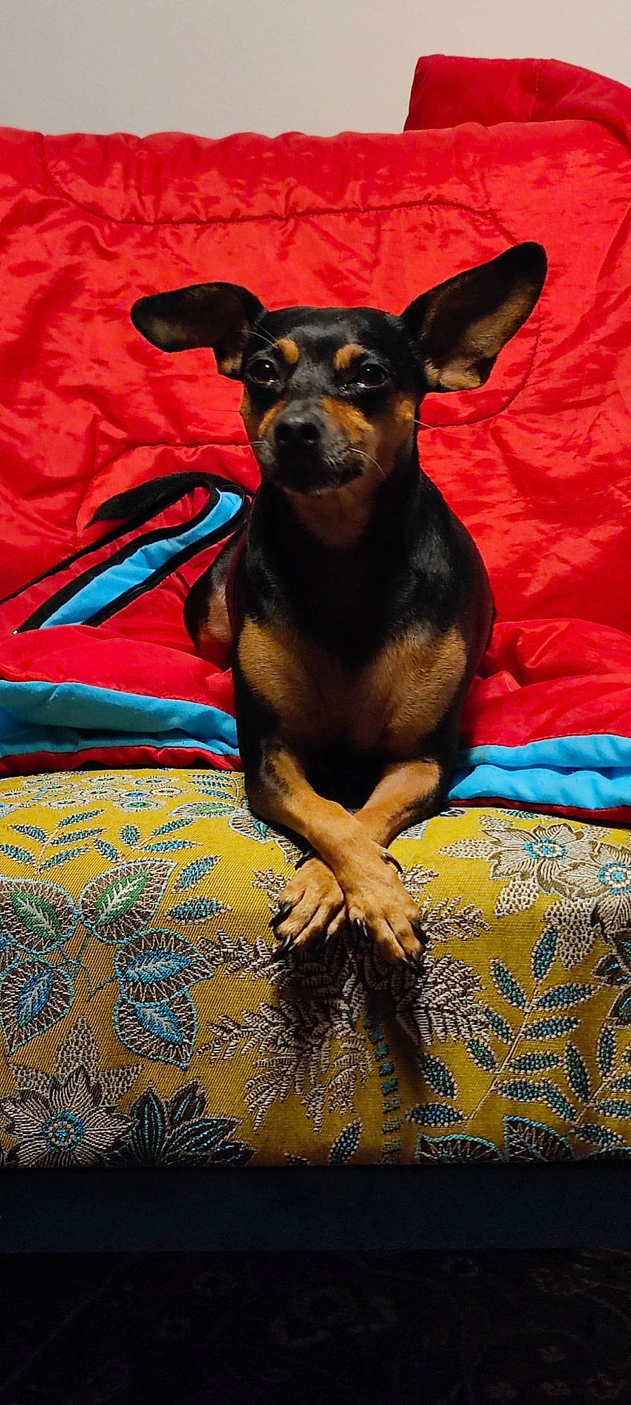 Loli participe au concours pour gagner de l'argent avec cette photo : canidae, carnivore, comfort, companion_dog, dog, dog_breed, dog_supply, ear, fawn, fur, guard_dog, linens, prazsky_krysarik, russkiy_toy, snout, sporting_group, terrestrial_animal, toy_dog, whiskers, working_animal