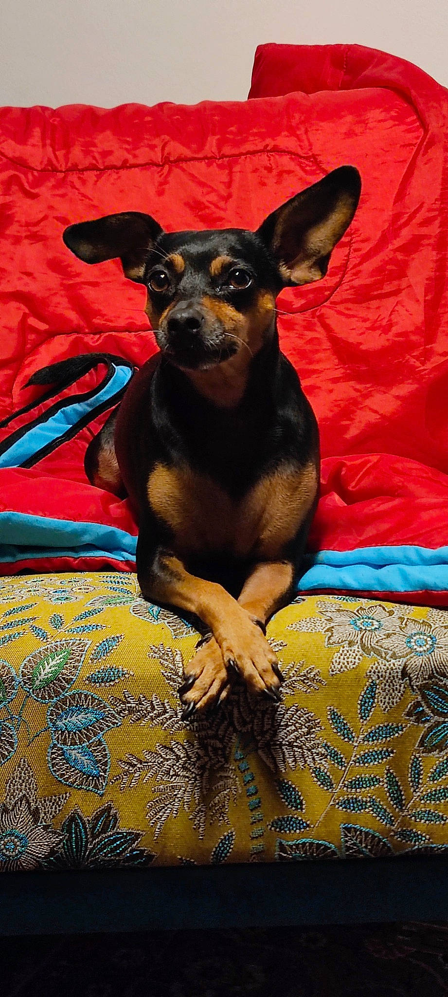 Loli a rejoint le concours — aidez-le/la à gagner de superbes lots ! canidae, carnivore, chihuahua, comfort, companion_dog, dog, dog_breed, dog_supply, ear, fawn, fur, prazsky_krysarik, russkiy_toy, snout, sporting_group, terrestrial_animal, toy_dog, whiskers, working_animal, working_dog