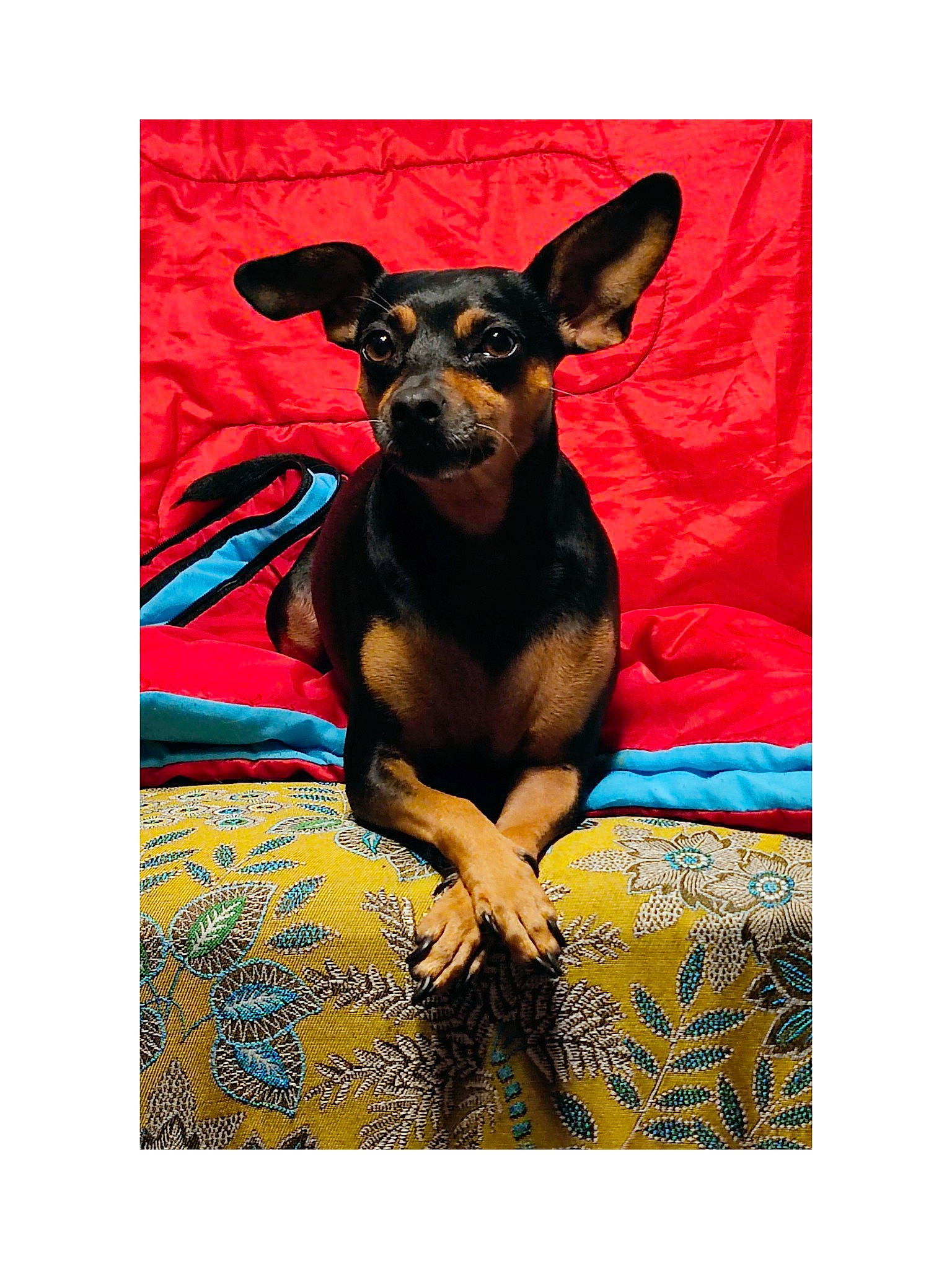 Loli a rejoint le concours — aidez-le/la à gagner de superbes lots ! art, canidae, carnivore, chihuahua, collar, comfort, companion_dog, dog, dog_breed, dog_supply, ear, fawn, pet_supply, rectangle, russkiy_toy, snout, sporting_group, toy_dog, whiskers, working_animal