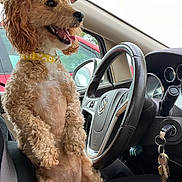 Lucy is registered to the contest to win money with this photo: dog, curly_fur, yellow_collar, car_interior, steering_wheel, keys, seatbelt, window, happy, tongue_out, sitting, pet, vehicle, side_view, dashboard, car_seat, canine, companion, daylight, red_car_outside