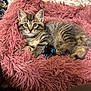 kitten, tabby, cat, pet, indoor, bed, fluffy, pink, toy, blue, red, fur, whiskers, cute, relaxed, animal, domestic, young, sleeping_area, cozy