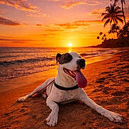Nikita participe au concours pour gagner de l'argent avec cette photo : animal, beach, clouds, dog, happy, nature, ocean, outdoor, palm_trees, pet, relaxed, sand, scenic, sky, sun, sunset, tongue_out, vacation, warm_light, water