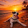 animal, beach, clouds, dog, happy, nature, ocean, outdoor, palm_trees, pet, relaxed, sand, scenic, sky, sun, sunset, tongue_out, vacation, warm_light, water