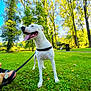 Nikita participe au concours pour gagner de l'argent avec cette photo : dog, leash, grass, park, trees, greenery, sunlight, outdoor, canine, collar, person, nature, blue_sky, happy, tongue_out, summer, walking, animal, pet, daytime