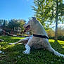 Nikita participe au concours pour gagner de l'argent avec cette photo : dog, grass, outdoor, collar, park, sunlight, tree, greenery, playground, pet, animal, canine, relaxed, daytime, nature, happy, tongue_out, mammal, leisure, summer