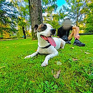 Nikita participe au concours pour gagner de l'argent avec cette photo : dog, grass, park, tree, person, outdoor, tongue_out, pet, nature, summer, leisure, canine, animal, greenery, relaxing, casual, sunlight, happy, sitting, daytime