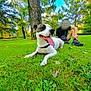 dog, grass, park, tree, person, outdoor, tongue_out, pet, nature, summer, leisure, canine, animal, greenery, relaxing, casual, sunlight, happy, sitting, daytime