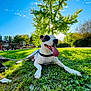 dog, tongue_out, grass, park, sunny, blue_sky, tree, leash, pet, outdoor, happy, canine, nature, daytime, animal, greenery, relaxed, playful, summer, closeup