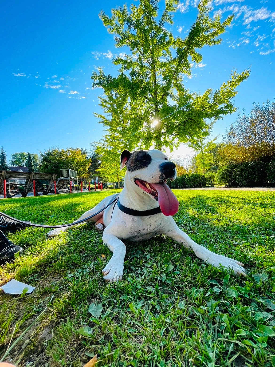 Nikita a rejoint le concours — aidez-le/la à gagner de superbes lots ! dog, tongue_out, grass, park, sunny, blue_sky, tree, leash, pet, outdoor, happy, canine, nature, daytime, animal, greenery, relaxed, playful, summer, closeup