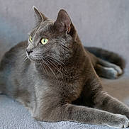 Gribouille a rejoint le concours — aidez-le/la à gagner de superbes lots ! cat, gray_cat, feline, pet, animal, indoor, resting, lying_down, soft_texture, fur, whiskers, ears, yellow_eyes, side_view, relaxed, close_up, portrait, domestic_cat, mammal, cute