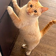 Tuffy joined the competition — help win amazing prizes! cabinet, cat, close_up, cream_color, curious, domestic, ears, feline, hind_legs, household, indoor, looking_up, mischievous, paws, pet, standing, tail, tongue_out, whiskers, wood_floor