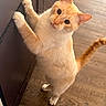 cat, cream_color, standing, hind_legs, paws, cabinet, wood_floor, curious, tongue_out, indoor, pet, feline, whiskers, ears, tail, looking_up, close_up, household, mischievous, domestic