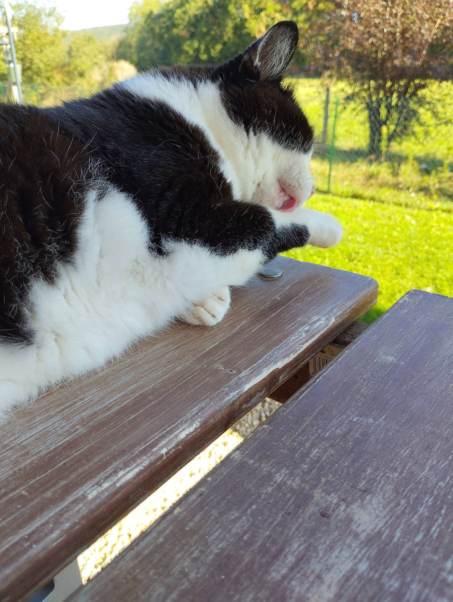 Girly a rejoint le concours — aidez-le/la à gagner de superbes lots ! carnivore, cat, domestic_short_haired_cat, felidae, fur, grass, hardwood, lumber, plank, plant, shade, sitting, small_to_medium_sized_cats, tail, tree, whiskers, wood, wood_stain