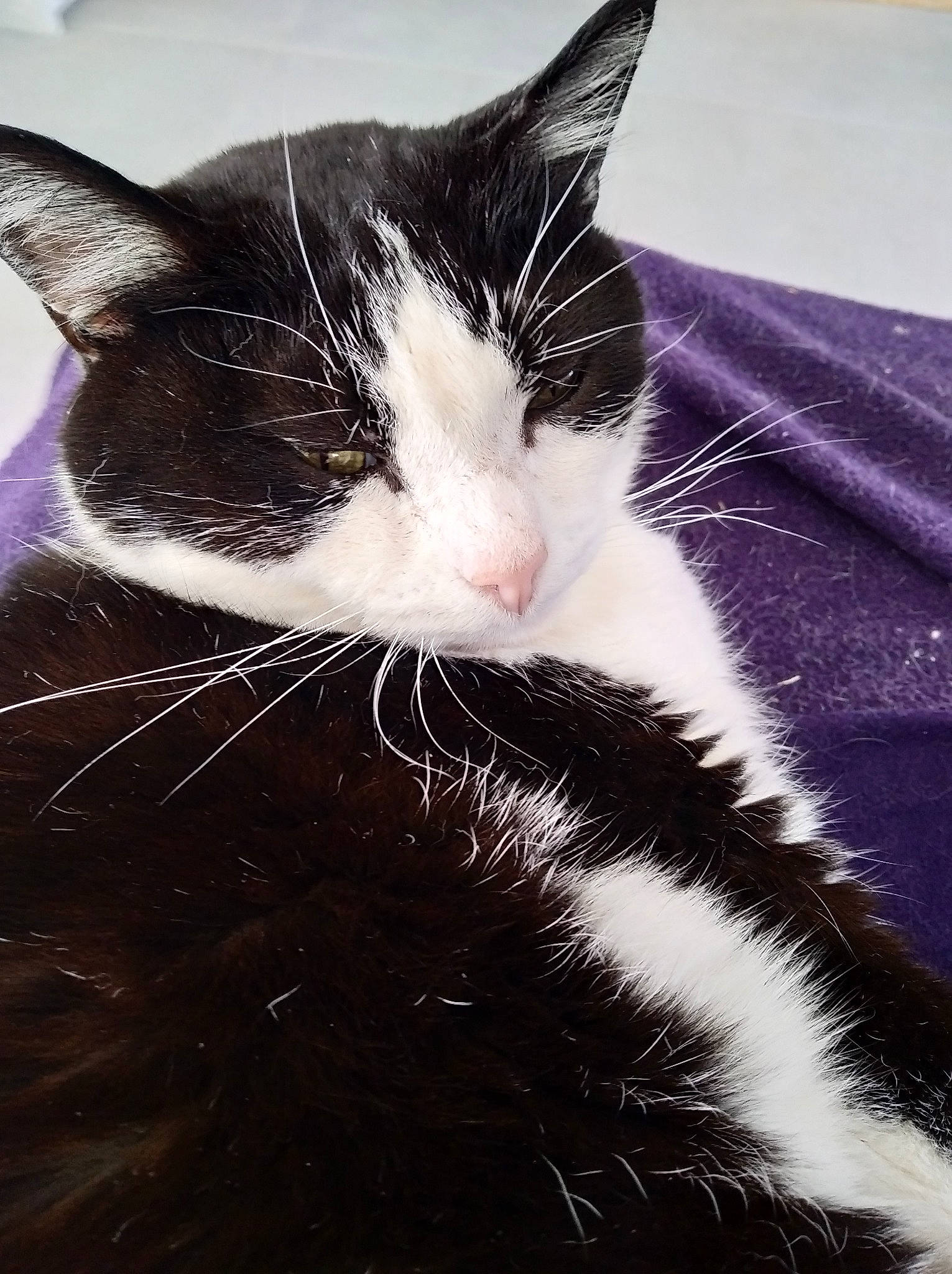 Girly participe au concours pour gagner de l'argent avec cette photo : black_cat, carnivore, cat, cloud, comfort, domestic_short_haired_cat, felidae, fur, monochrome_photography, paw, sky, small_to_medium_sized_cats, snout, tail, whiskers