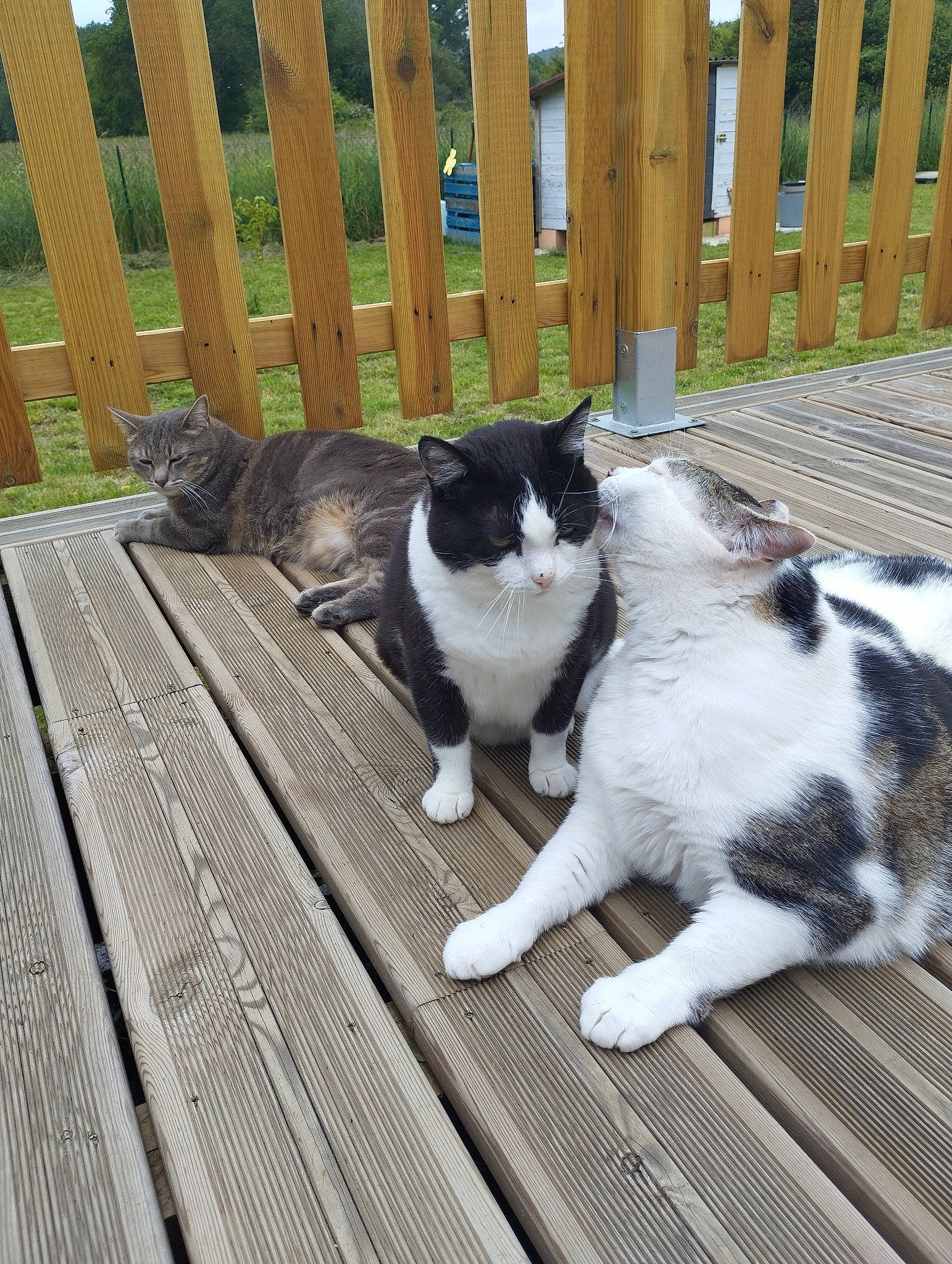 Girly participe au concours pour gagner de l'argent avec cette photo : carnivore, cat, comfort, companion_dog, domestic_short_haired_cat, felidae, fence, flooring, fur, grass, hardwood, home_fencing, human_leg, lap, plant, sitting, small_to_medium_sized_cats, tail, whiskers, wood