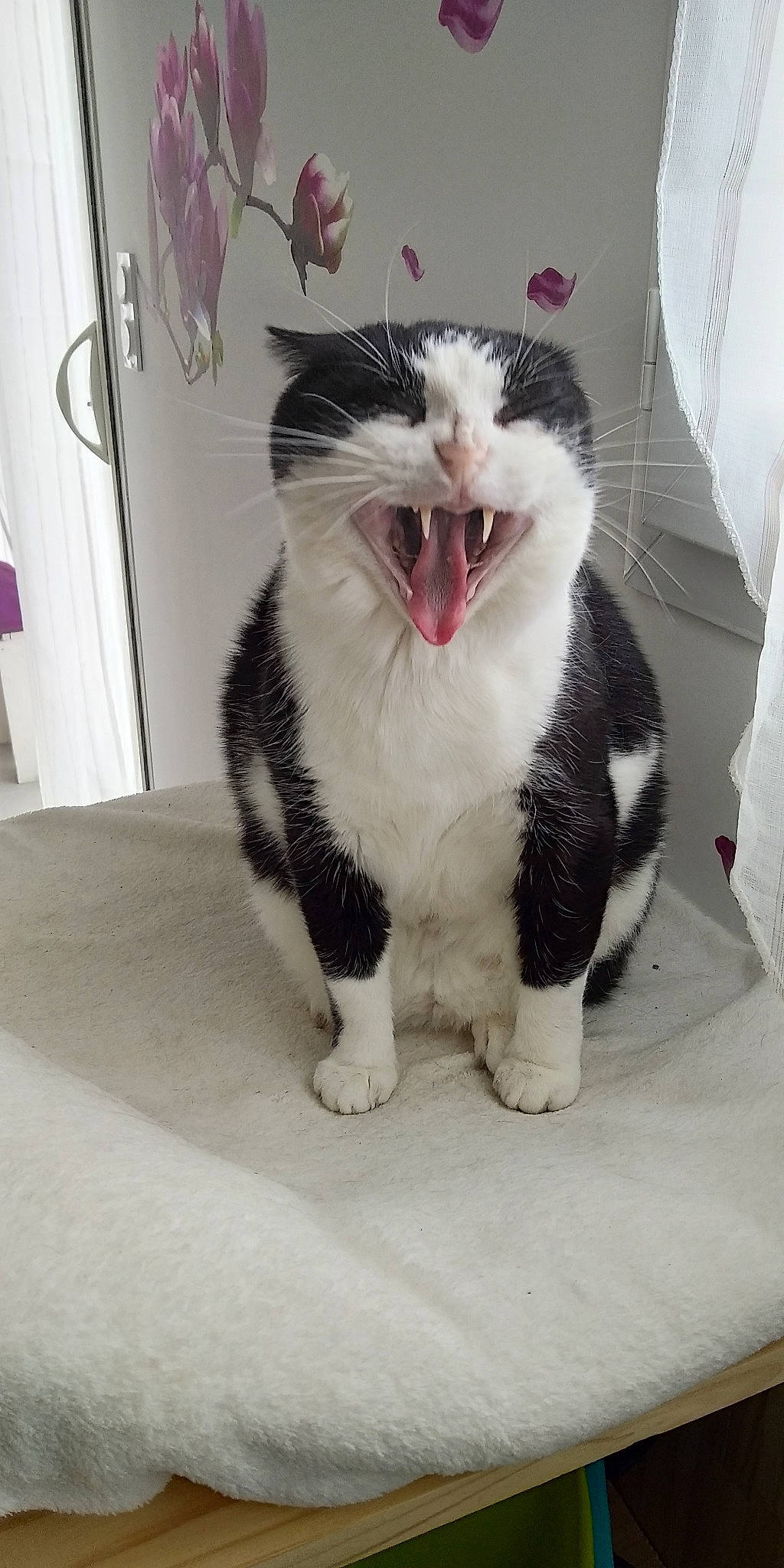 Girly a rejoint le concours — aidez-le/la à gagner de superbes lots ! carnivore, cat, claw, domestic_short_haired_cat, fang, felidae, flooring, foot, formal_wear, fur, paw, small_to_medium_sized_cats, tail, terrestrial_animal, whiskers, window, yawn