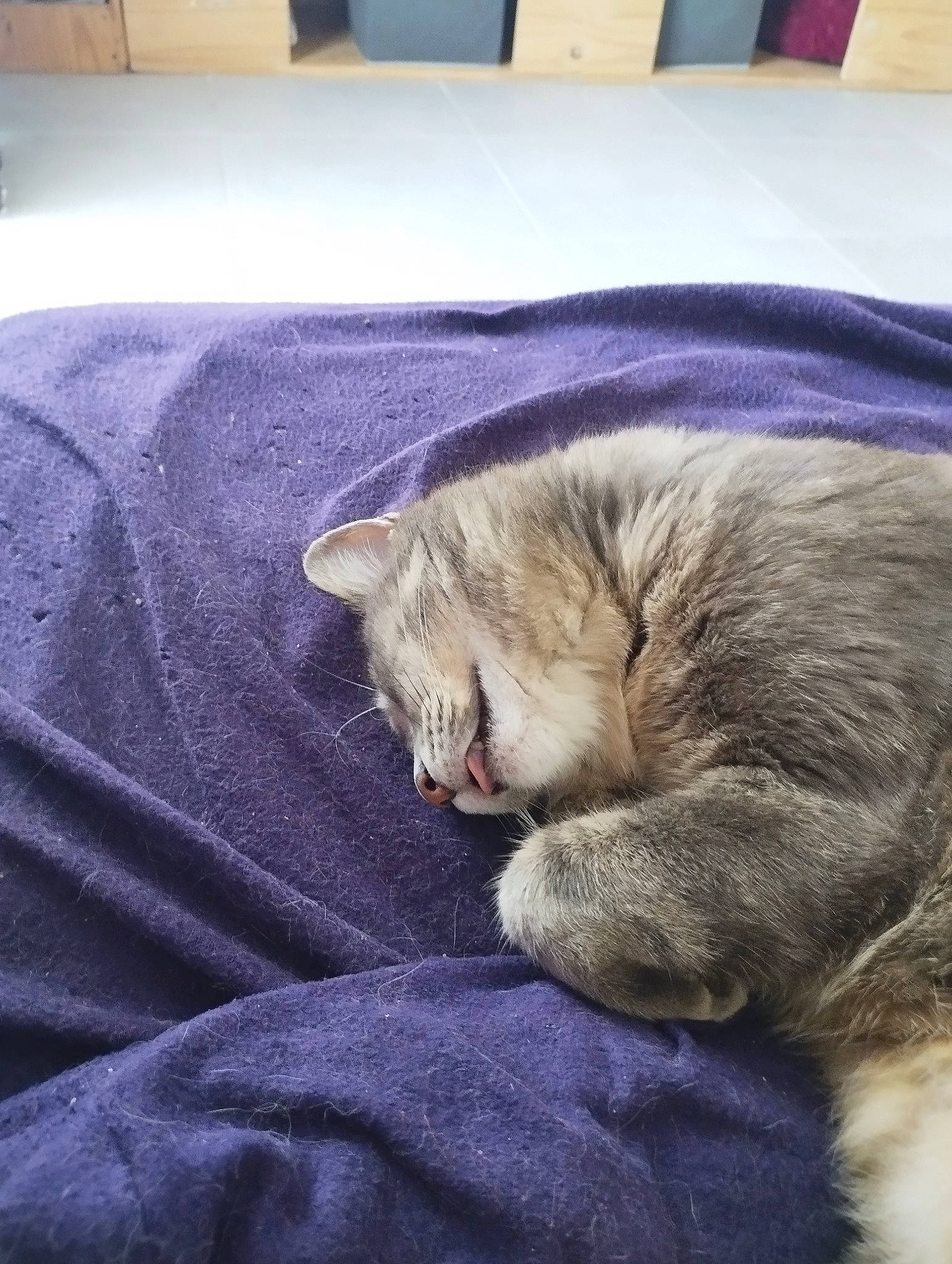 Rosie participe au concours pour gagner de l'argent avec cette photo : canidae, carnivore, cat, claw, comfort, companion_dog, domestic_short_haired_cat, electric_blue, felidae, fur, grey, linens, nap, paw, small_to_medium_sized_cats, snout, sporting_group, tail, textile, whiskers