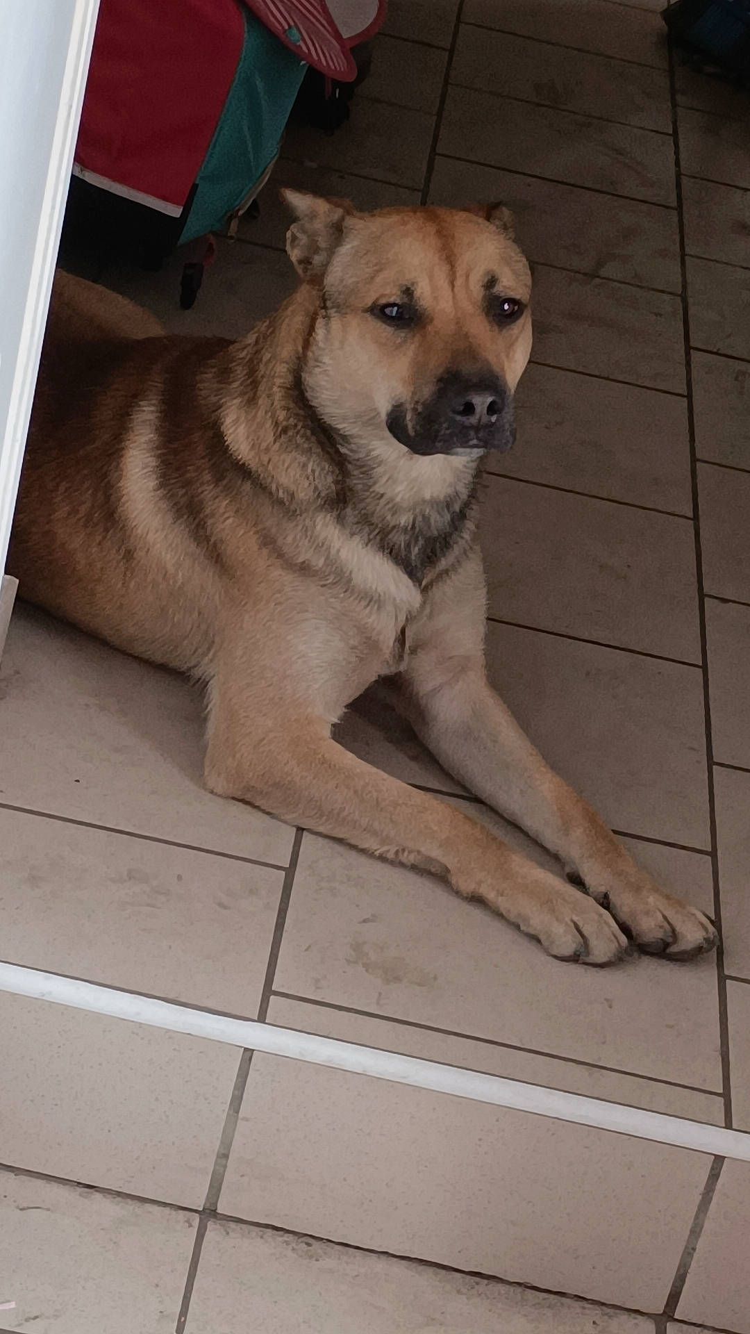 Ulyss participe au concours pour gagner de l'argent avec cette photo : accessories, animal, canine, dog, flagstone, germanshepherd, hound, husky, indoors, interiordesign, labradorretriever, leash, path, pet, puppy, slate, strap, tile, walkway, wood