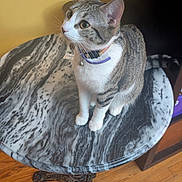 Calypso joined the competition — help win amazing prizes! cat, tabby_cat, marble_table, wooden_floor, collar, indoor, pet, feline, curious, sitting, brown_tabby, white_paws, table_leg, yellow_wall, domestic_cat, looking_up, household, furniture, flooring, cute