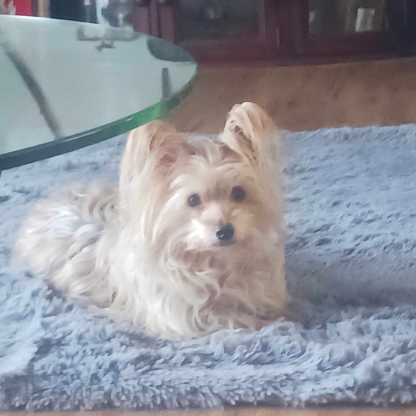 Leila joined the competition — help win amazing prizes! animal, canine, coffeetable, couch, diningtable, dog, eskimodog, furniture, hardwood, homedecor, indoors, interiordesign, pet, puppy, rug, table, tabletop, terrier, whitedog, wood