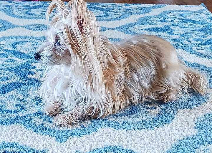 Leila joined the competition — help win amazing prizes! ancient_dog_breeds, canidae, carnivore, companion_dog, dog, dog_breed, fur, goats, liver, small_terrier, snout, sporting_group, tail, terrestrial_animal, terrier, toy_dog, water_dog, whiskers