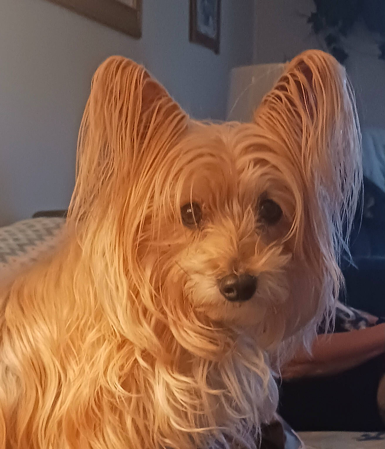 Leila joined the competition — help win amazing prizes! ancient_dog_breeds, canidae, carnivore, companion_dog, dog, dog_breed, fur, non_sporting_group, small_terrier, snout, sporting_group, terrestrial_animal, terrier, toy_dog, yorkshire_terrier