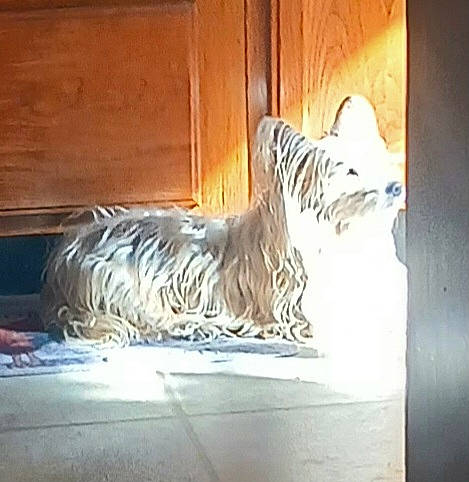 Leila is registered to the contest to win money with this photo: art, bengal_tiger, big_cats, canidae, carnivore, felidae, floor, flooring, fur, glass, hardwood, metal, sculpture, small_to_medium_sized_cats, tail, terrestrial_animal, tints_and_shades, visual_arts, whiskers, wood