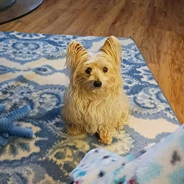 Leila joined the competition — help win amazing prizes! animal, blanket, canine, dog, dogbed, furniture, homedecor, pet, puppy