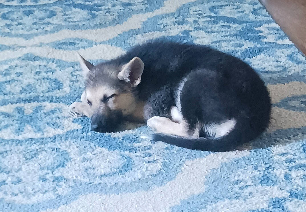 Oden is registered to the contest to win money with this photo: carnivore, dog_breed, electric_blue, fur, snout, snow, terrestrial_animal, water, wildlife, winter