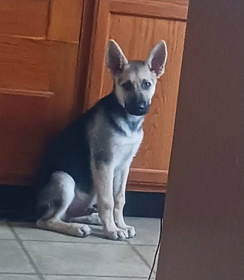 Oden joined the competition — help win amazing prizes! ancient_dog_breeds, canidae, carnivore, companion_dog, dog, dog_breed, door, fawn, fur, grey, non_sporting_group, paw, snout, tail, terrestrial_animal, whiskers, wood, working_animal