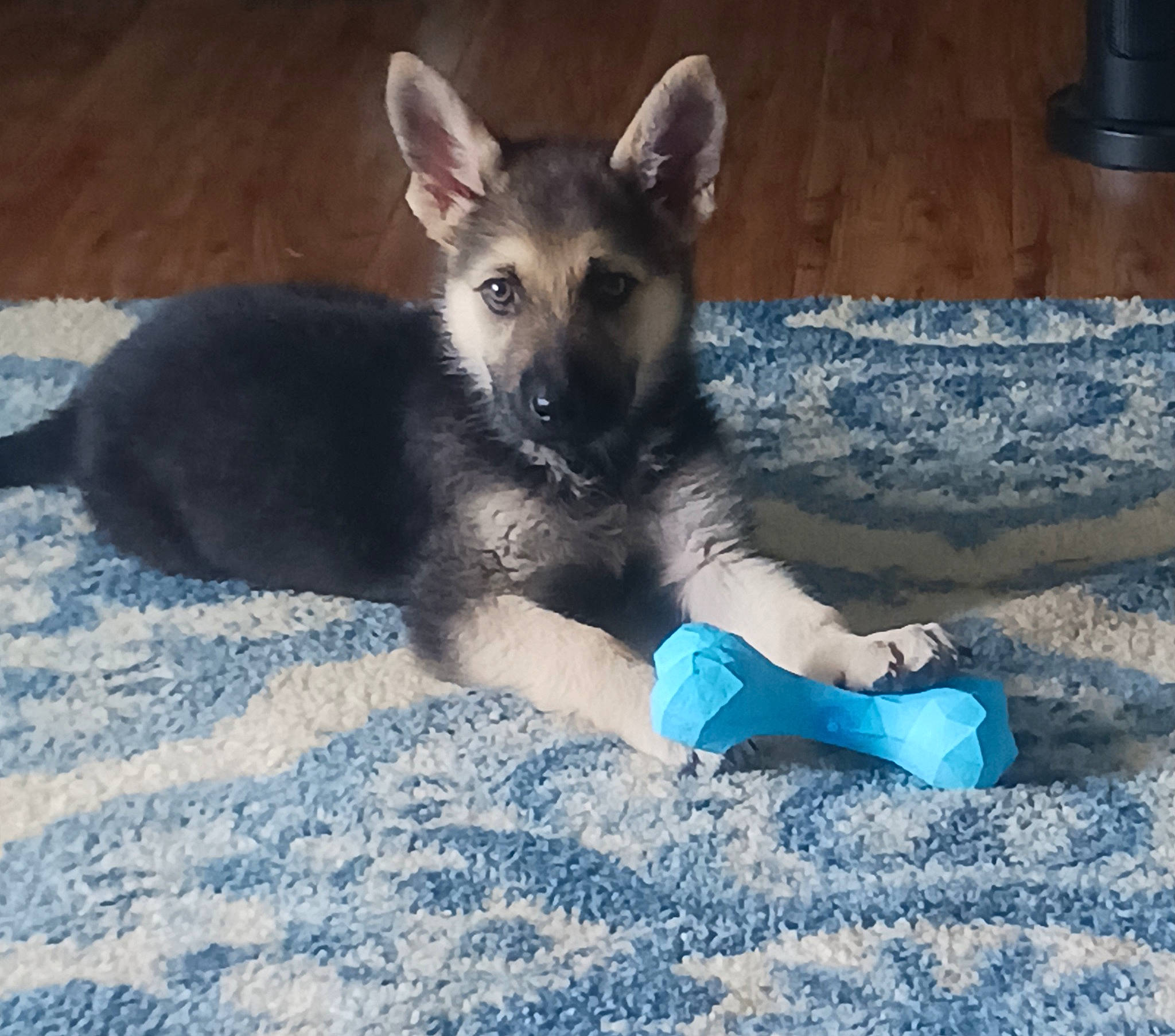 Oden joined the competition — help win amazing prizes! canidae, carnivore, comfort, companion_dog, dog, dog_breed, dog_supply, electric_blue, flowerpot, foot, fur, paw, terrestrial_animal, working_dog