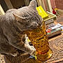 cat, gray_cat, tabby, drinking, glass, amber_glass, table, wooden_table, carved_table, books, stack_of_books, indoor, curious, pet, feline, close_up, paw, head, claw, mischievous