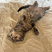 Tails joined the competition — help win amazing prizes! cat, tabby, pet, animal, sleeping, bed, blanket, fur, whiskers, relaxed, cozy, indoor, cute, paws, resting, domestic, mammal, sleep, feline, soft