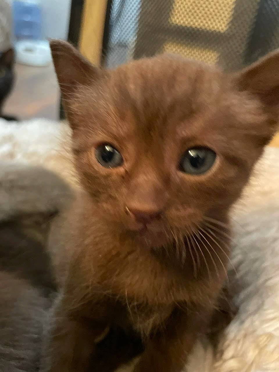 Koda Bear joined the competition — help win amazing prizes! box, carnivore, cat, claw, close_up, domestic_short_haired_cat, fawn, felidae, fur, paw, small_to_medium_sized_cats, terrestrial_animal, thai, whiskers