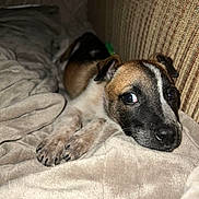 Bella is registered to the contest to win money with this photo: dog, puppy, blanket, couch, indoor, pet, resting, brown, black, white, fur, cute, snout, paw, cozy, relaxed, young, animal, companion, home