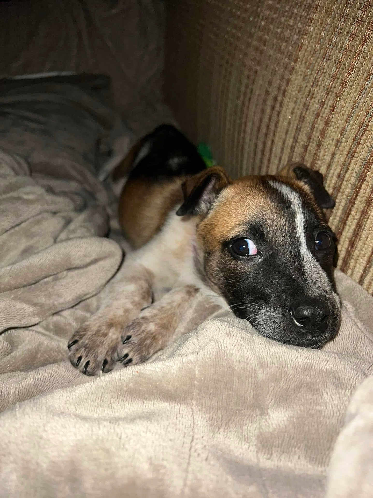 Bella is registered to the contest to win money with this photo: dog, puppy, blanket, couch, indoor, pet, resting, brown, black, white, fur, cute, snout, paw, cozy, relaxed, young, animal, companion, home