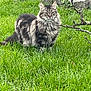 animal, backyard, cat, field, grass, grassland, green, herbal, herbs, kitten, lawn, manx, nature, outdoors, pet, plant, pottedplant, rock, vegetation, yard