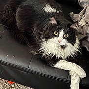 Luffy joined the competition — help win amazing prizes! cat, black_and_white, fluffy, feline, pet, indoor, couch, furniture, carpet, paw, crossed_paws, leather, sweatshirt, relaxed, looking_at_camera, curious_eyes, domestic_animal, cozy, resting, home