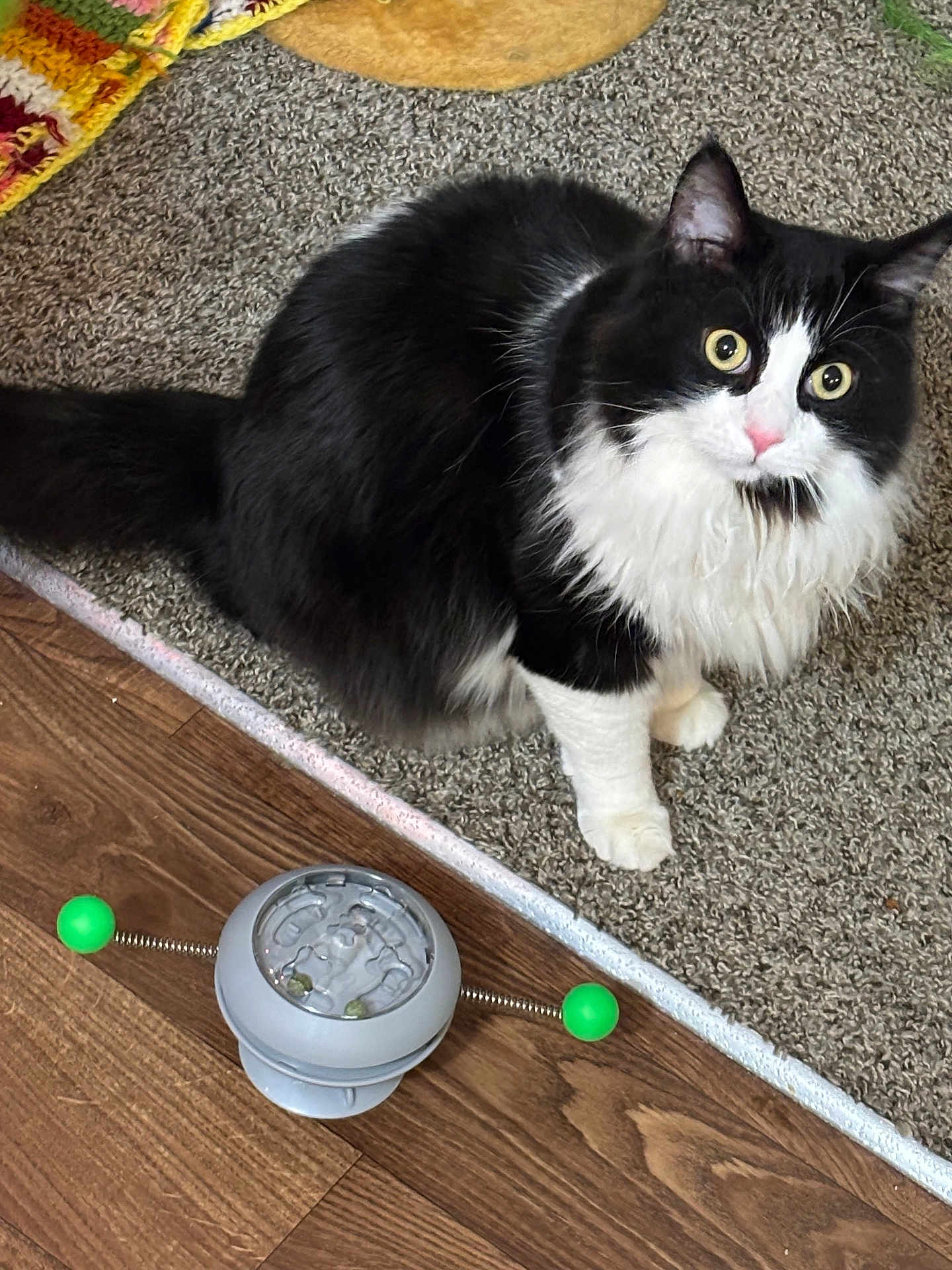 Luffy joined the competition — help win amazing prizes! cat, black_and_white, fluffy, pet, curious, carpet, wood_floor, toy, spring, green_balls, indoor, animal, feline, playful, cute, whiskers, pink_nose, alert, sitting, domestic